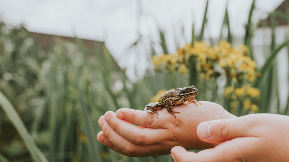 child holding frog